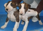 BULLTERRIER CACHORROS DISPONIBLES DESDE 659€* - mejor precio | unprecio.es