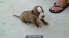 CACHORROS PITBULL AMERICANO (PURO) 250EUROS - mejor precio | unprecio.es