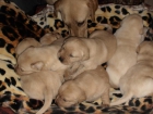 Camada de Labrador retriever con pedigree - mejor precio | unprecio.es