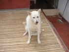 GRATIS PERRO HUSKY MACHO - mejor precio | unprecio.es