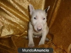 MACHO Y HEMBRA BULL TERRIER CACHORROS - mejor precio | unprecio.es