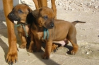 Rhodesian Ridgeback cachorros - mejor precio | unprecio.es