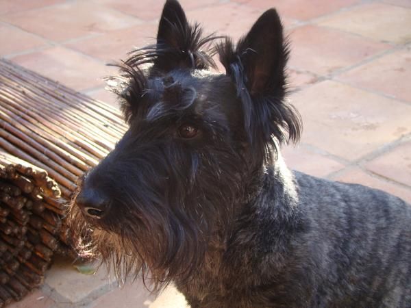 Se ofrece scottish terrier para montas