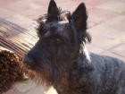 Se ofrece scottish terrier para montas - mejor precio | unprecio.es