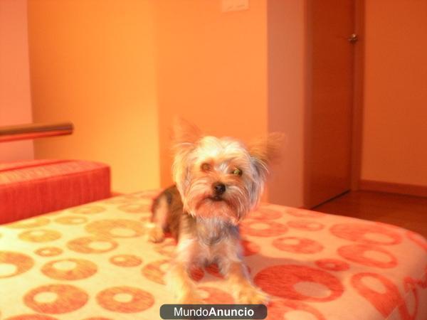yorkshire se ofrece para monta