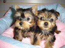 Yorkshire Terrier Hermosos Cachorritos