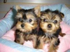 Yorkshire Terrier Hermosos Cachorritos - mejor precio | unprecio.es