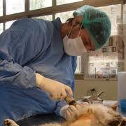 Campaña de esterilizacion canina y felina a precios economicos