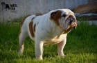 Excelente ejemplar Multicampeón de Bulldog Inglés disponible para montas - mejor precio | unprecio.es