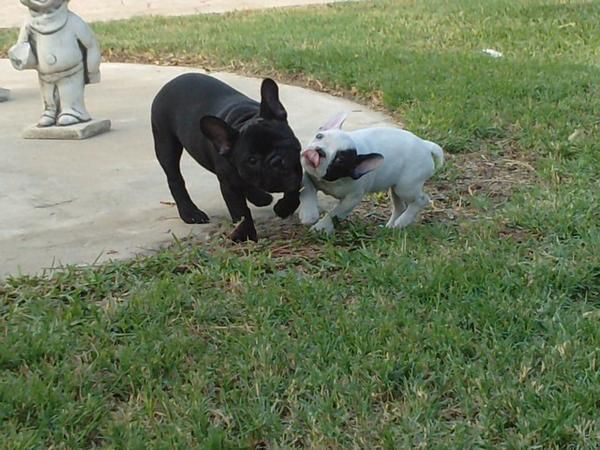 BULLDOG FRANCES