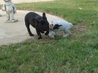 BULLDOG FRANCES - mejor precio | unprecio.es