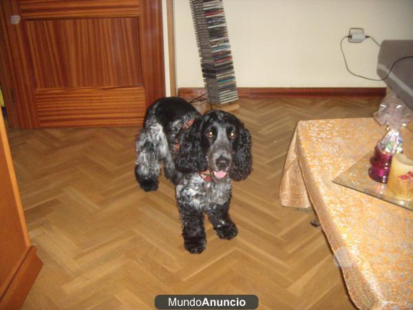 Cocker Spaniel Ruano para monta