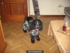 Cocker Spaniel Ruano para monta - mejor precio | unprecio.es