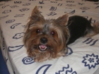 CUIDADORA DE MASCOTAS - mejor precio | unprecio.es