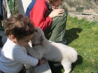 Golden Retriever. Cachorros con pedigri 350 - mejor precio | unprecio.es
