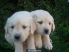 Golden Retriever. Cachorros con pedigri 290€ barcelona - mejor precio | unprecio.es