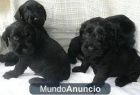 Schnauzer mediano negro - mejor precio | unprecio.es