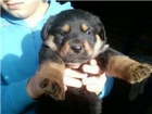 venta de rottweiler - mejor precio | unprecio.es