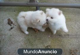 LULÚ DE POMERANIA CACHORROS