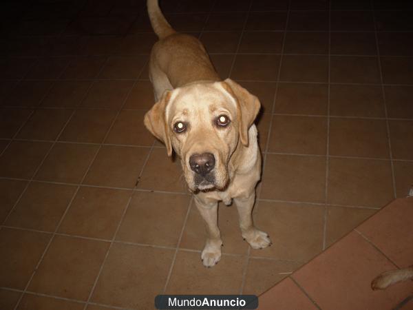 REGALO LABRADOR MACHO DOS AÑOS Y  MEDIIO