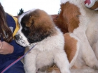 adarable St. Bernard cachorros para su adopción libre - mejor precio | unprecio.es
