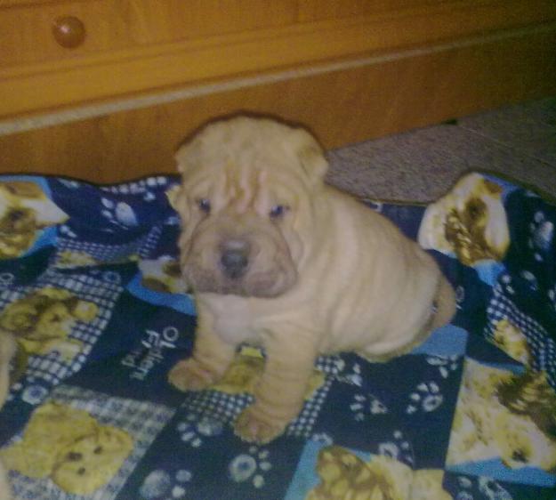 cachorros de sharpei americano