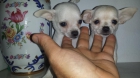 chihuahuas cremas y machito azul - mejor precio | unprecio.es