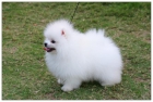 Dos cachorros Pomeranian encantadores para adopción - mejor precio | unprecio.es