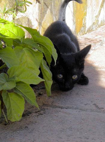 EL GATITO NEGRO HARLEY