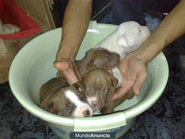 kambio dos cachorros de american pitbull por hembra de dogo argentino o mastin napolitano