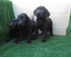 Labradores fantastica camada en oferta de cachorros dorados,negros y chocolate !! - mejor precio | unprecio.es