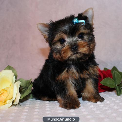 masculino y femenino yorkies cachorros