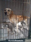 Mestizo de labrador. Por una mala pasada sacrifican mi vida - mejor precio | unprecio.es