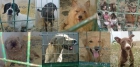 S.O.S. NO COMPRES ANIMALES, NO CRIES, ADOPTA Y SALVA VIDAS - mejor precio | unprecio.es