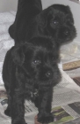 Schnauzer mini negros (disponibles 3 machos) - mejor precio | unprecio.es