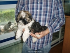 Shih tzu 395 euros - mejor precio | unprecio.es