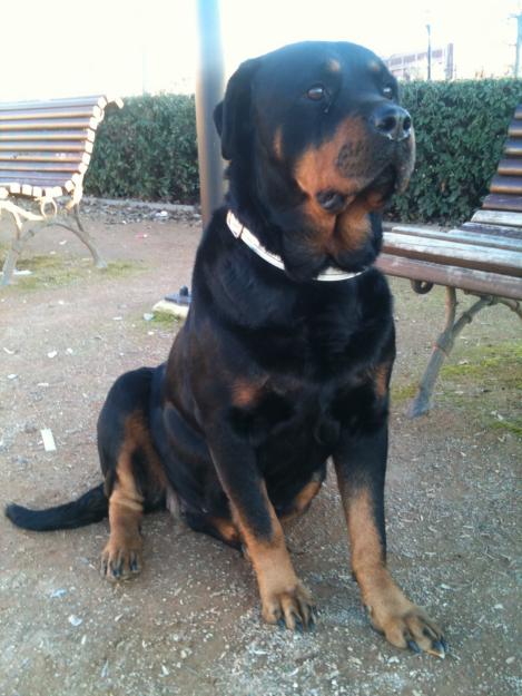 Vendo camada de Rottwailer