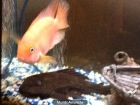 Vendo pez loro y plecostomus - mejor precio | unprecio.es