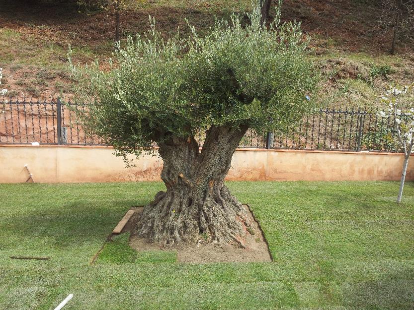 Venta de olivos centenarios preciosos