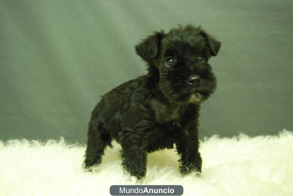 Cachorritos de Schnauzer mini¡¡ dos meses, preciosos