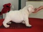Blancos y con parche bulldog ingles - mejor precio | unprecio.es