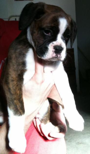 boxer cachorros