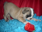 BULL DOG INGLES la mejor compañia - mejor precio | unprecio.es