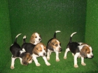 cachorros BEAGLE - mejor precio | unprecio.es