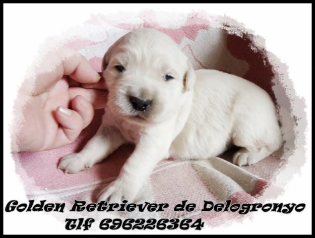 Cachorros de golden retriever preciosos!! ven a verlos!!