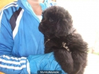 cachorros de terranova con 2 meses - mejor precio | unprecio.es