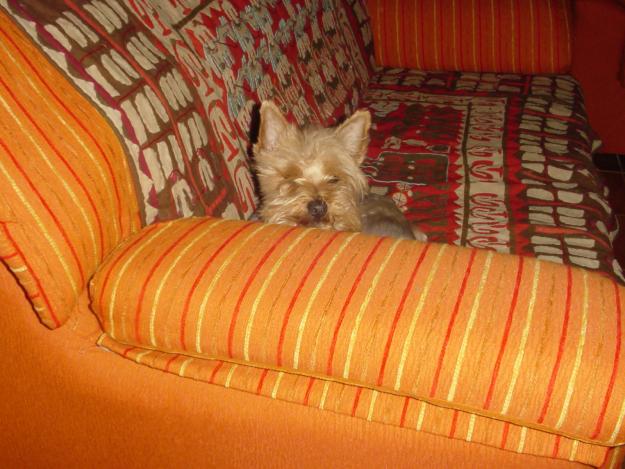 camada yorkshire terrier