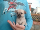 Chihuahua plateada con pedigree en BCN - mejor precio | unprecio.es