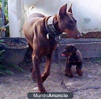 DISPONIBLES CACHORRITAS DOBERMAN