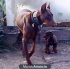 DISPONIBLES CACHORRITAS DOBERMAN - mejor precio | unprecio.es